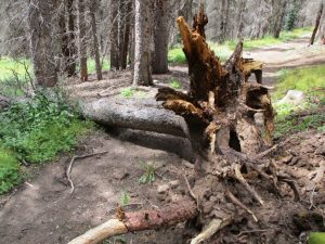 Fallen tree over trail
